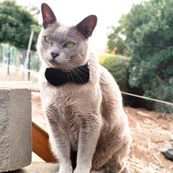 Dan & Sam – Cat Collar & Bowtie – Feeling Fancy